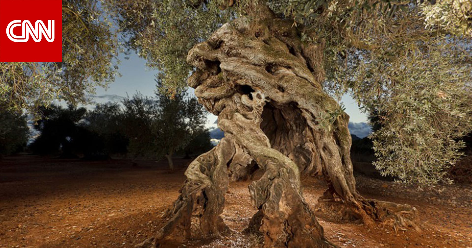 شجرة زيتون إسبانية عمرها ألف عام ما هو سر لذ ة زيتها Cnn Arabic