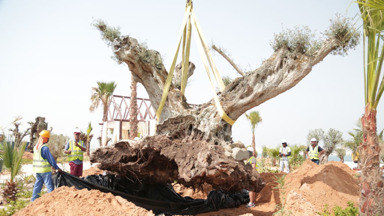 لماذا نقلت 58 شجرة زيتون أوروبية عمرها أكثر من ألف عام إلى دبي