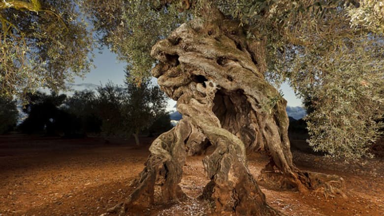 اشجار الزيتون في تونس
