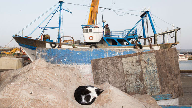 صور تكشف عن "مستعمرة قطط" في مدينة الصويرة المغربية