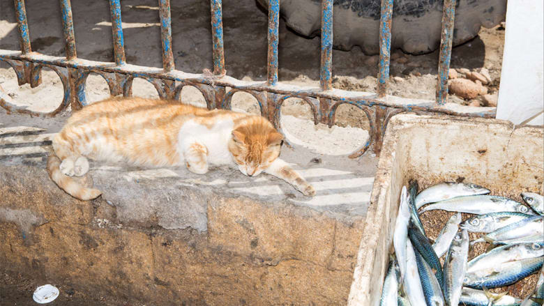 صور تكشف عن "مستعمرة قطط" في مدينة الصويرة المغربية