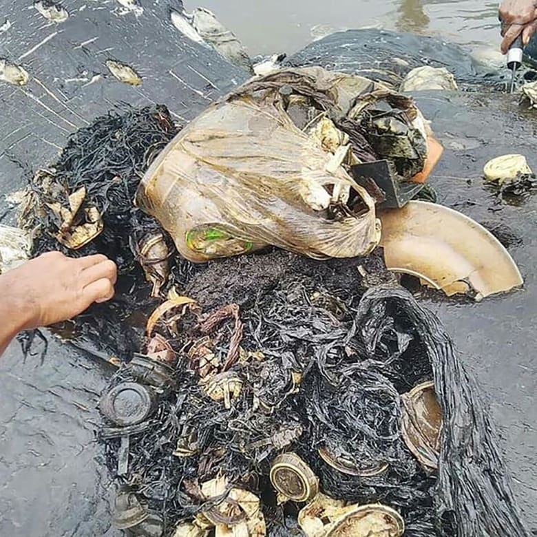 عثر على أكثر من 1000 قطعة بلاستيك بداخل معدة الحوت