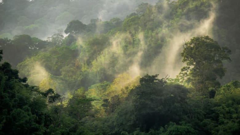 هل لديك الجرأة الكافية لخوض رحلة في أقدم الغابات الاستوائية
