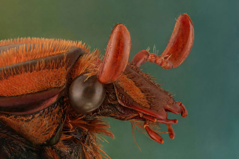 مصور سعودي يوثق "وحوش صغيرة" من عوالم الحشرات.. كيف تبدو عن قرب؟