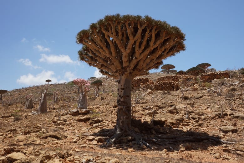 شجرة الحلص في اليمن